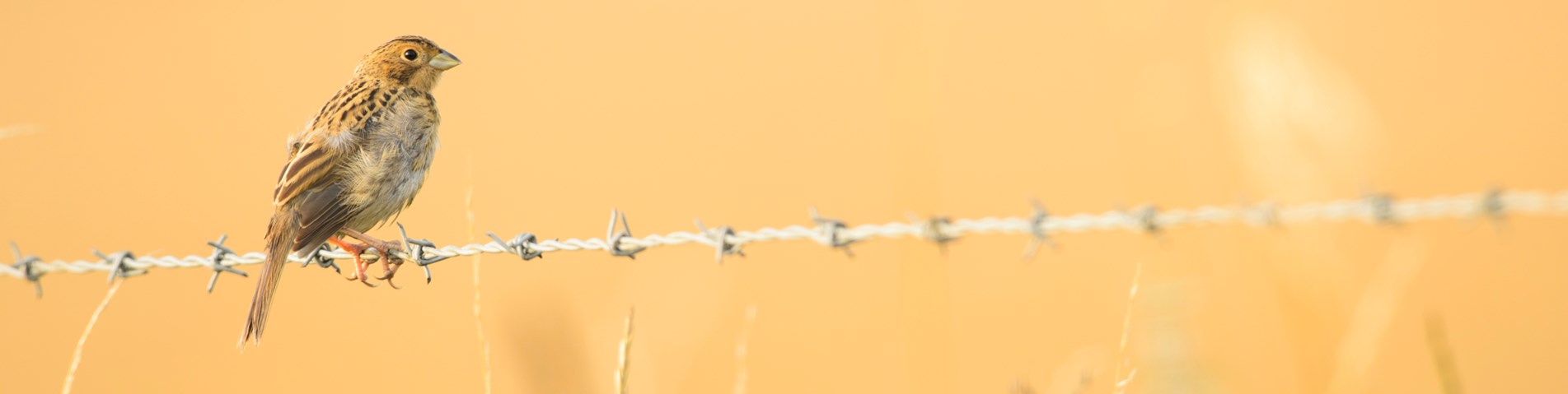 bird on fence.jpg