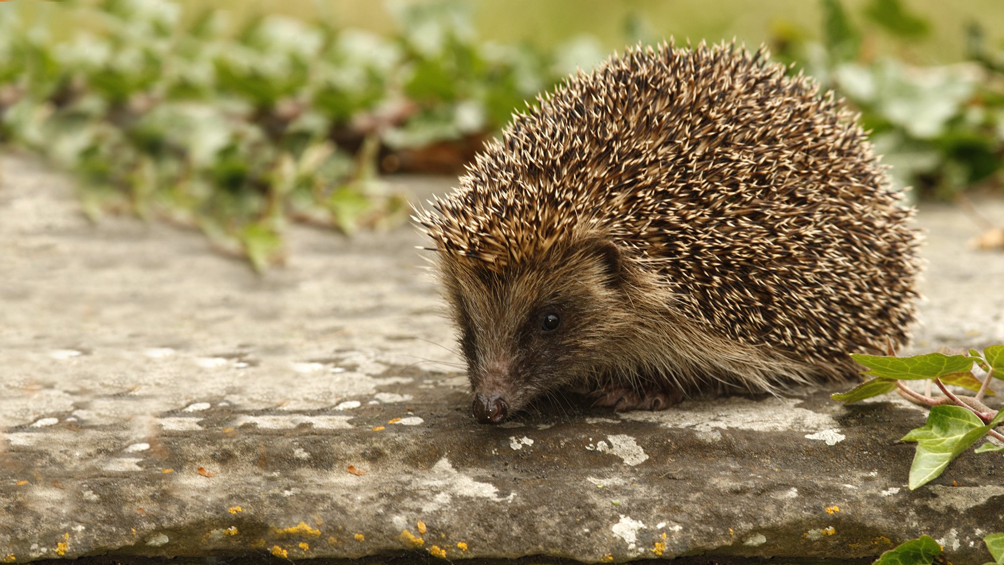 european hedgehog exploring some paving