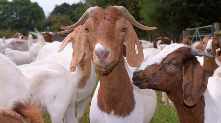 goat