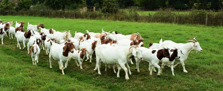 goats in a field