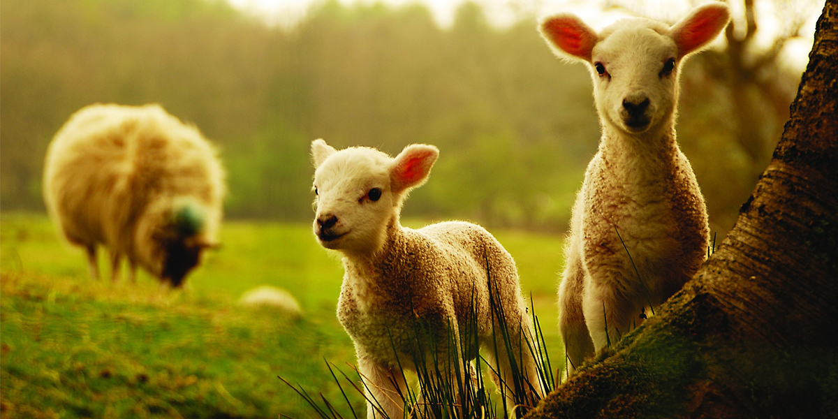 Farming news
