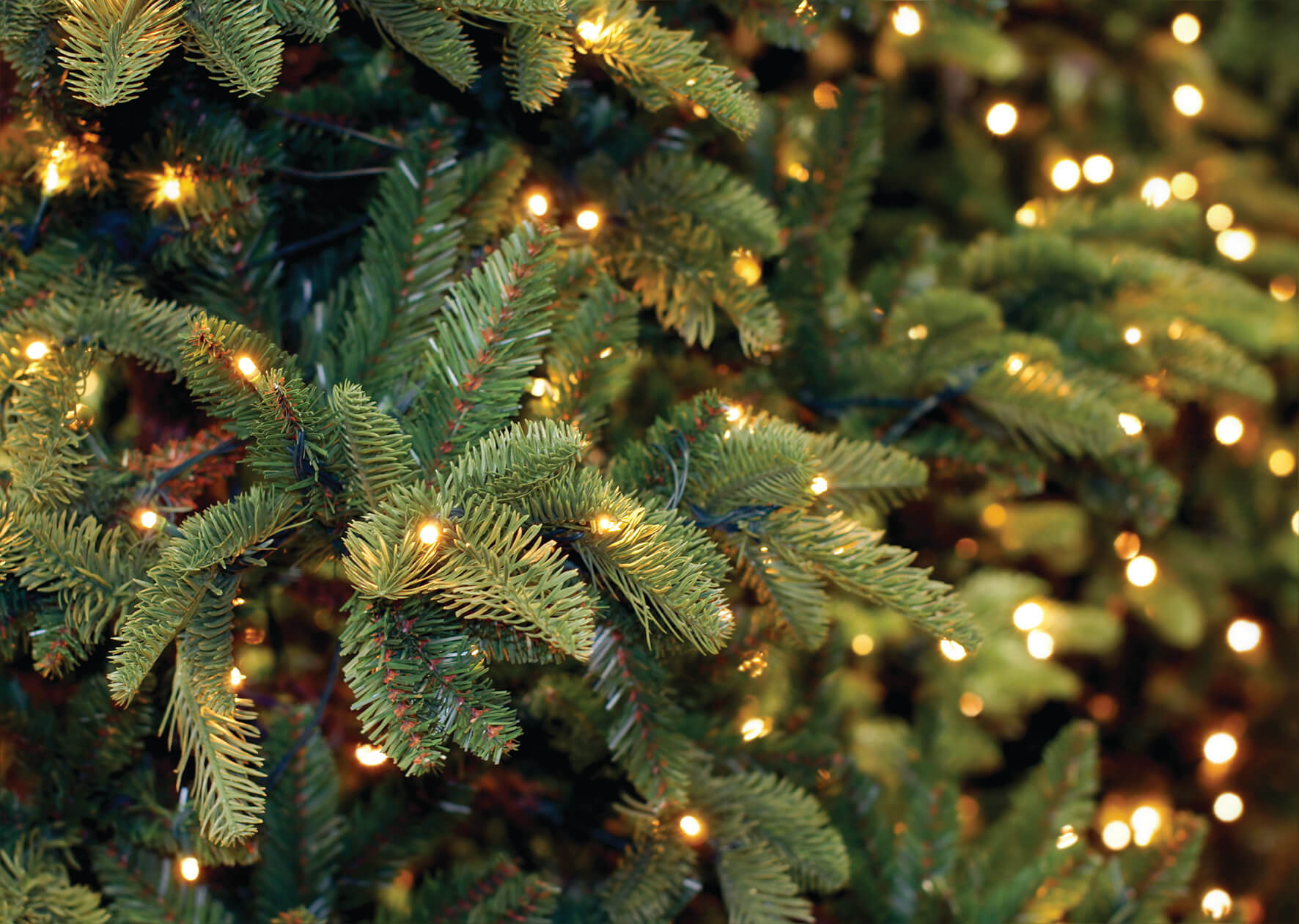 Choose a sustainable Christmas tree