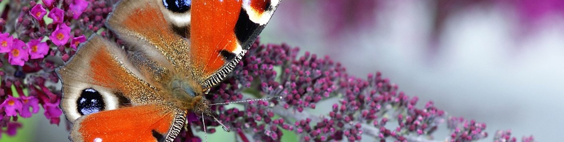 peacock-butterfly-1559883_960_720.jpg