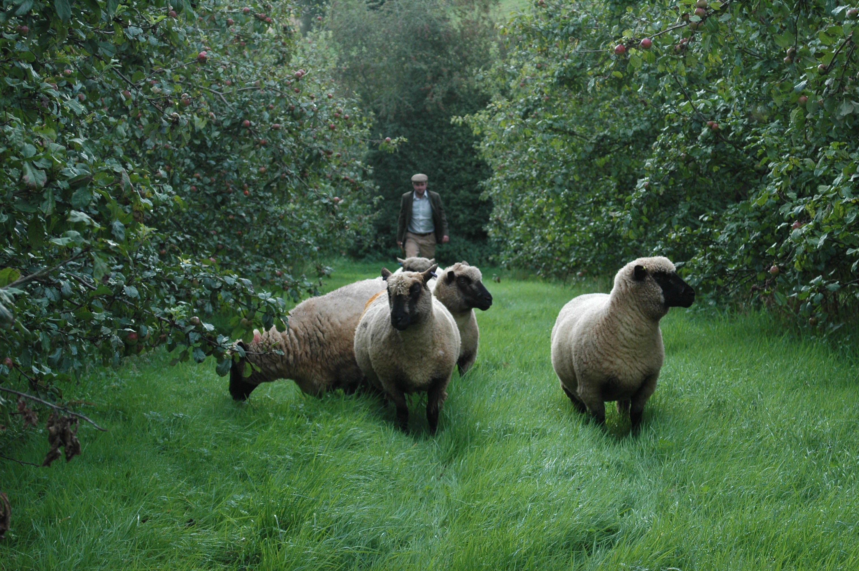 A ten year transition to agroecology