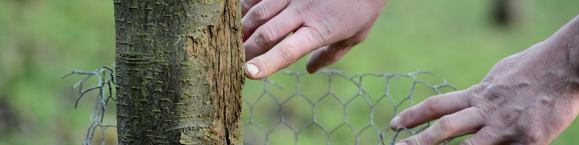 Shropshire Sheep - effect on trees.jpg