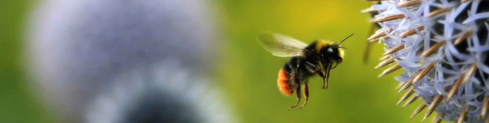 bee-istock_000000745159_medium.jpg (1)
