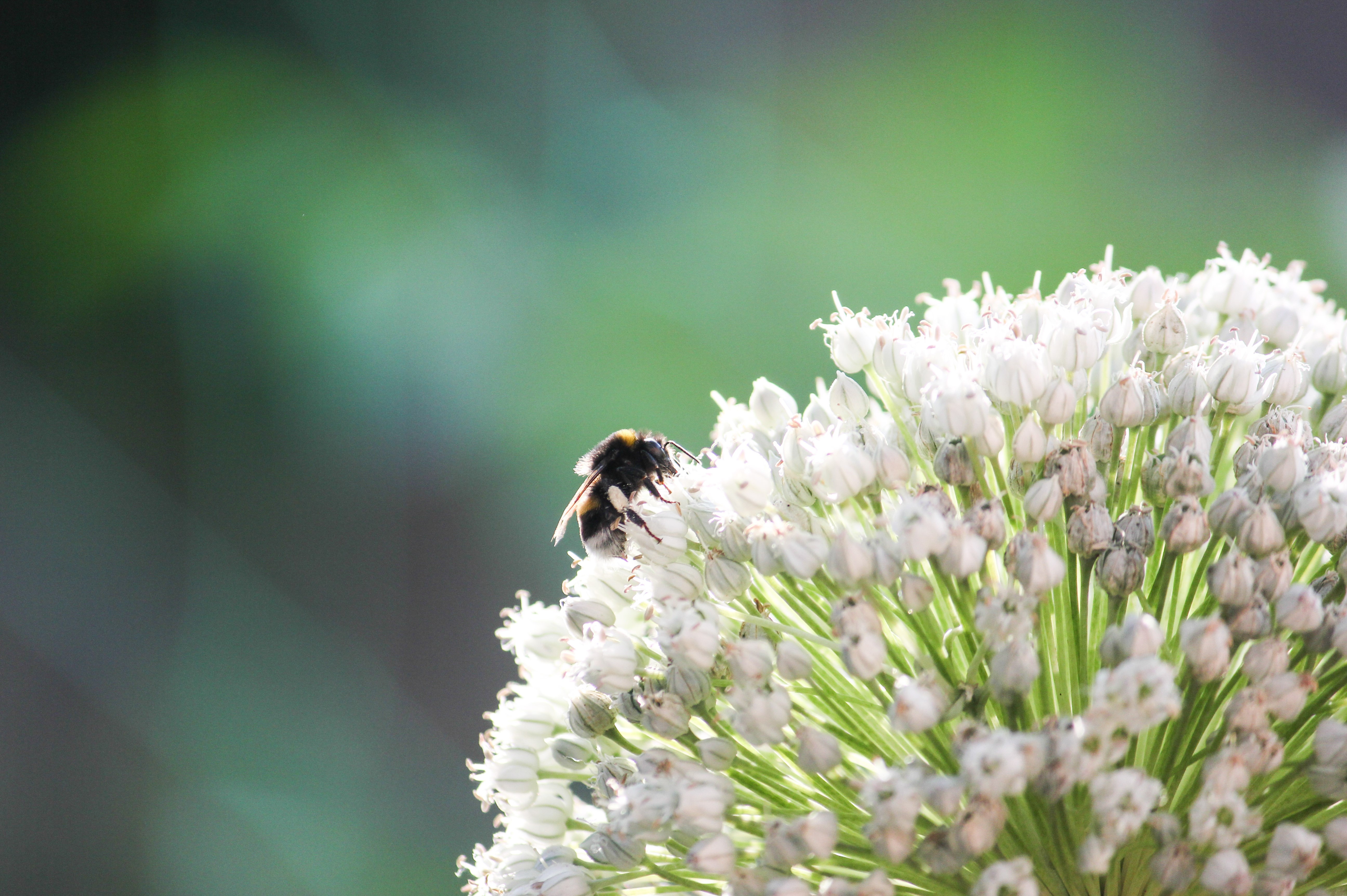 bee and round budded flower