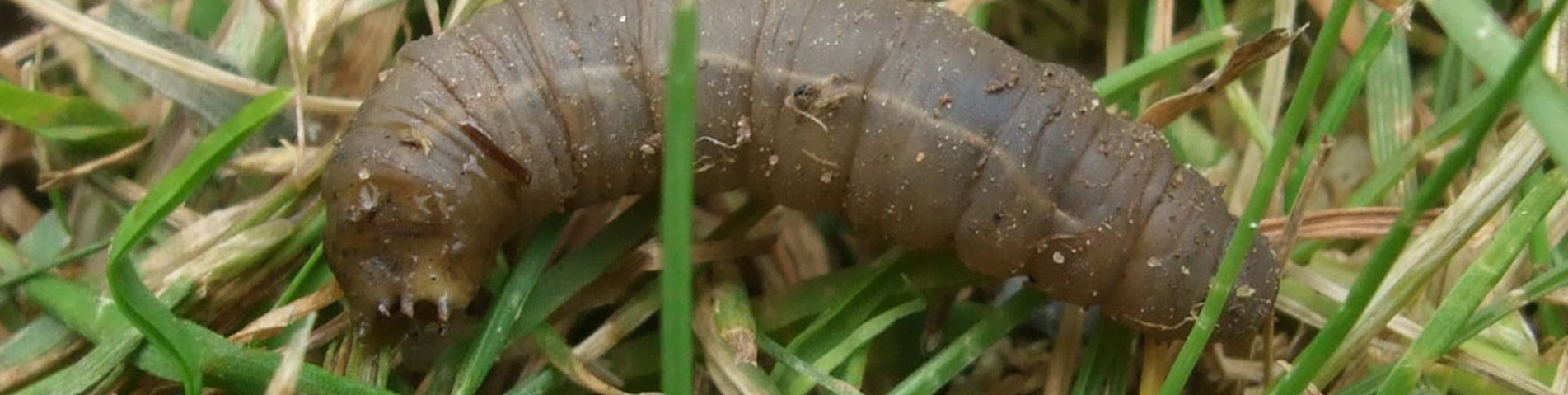 leatherjacket image.jpg