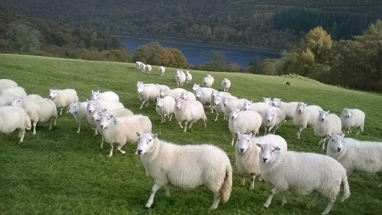 welsh mountain ewes