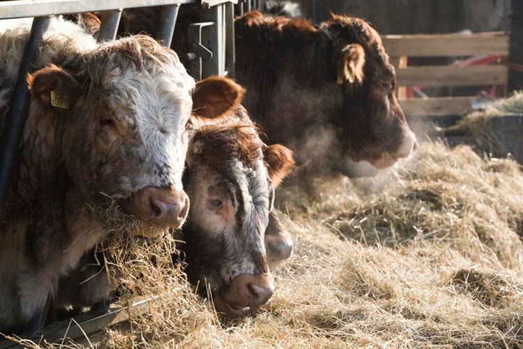 cows feeding