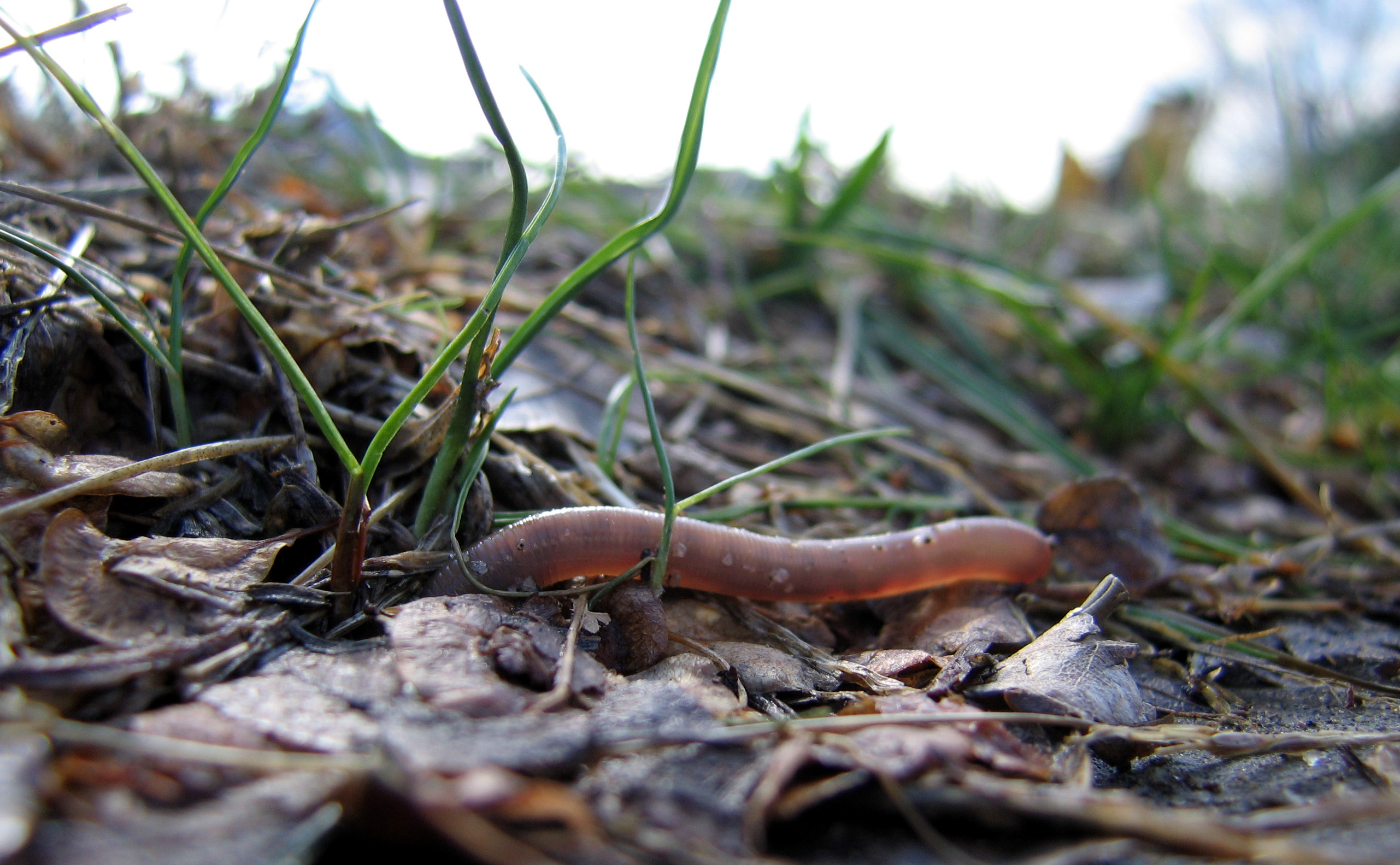 Why are worms important?