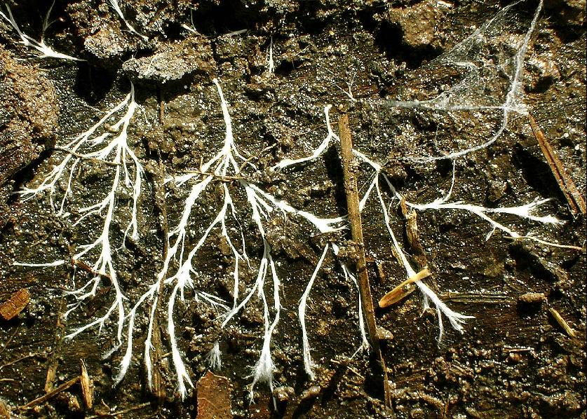 fungal network