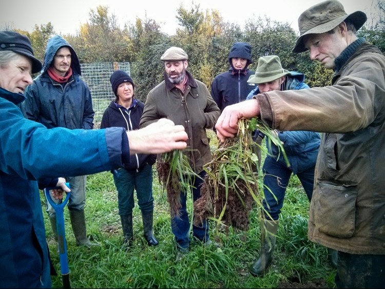 Soil comparison for green manures sown six weeks apart