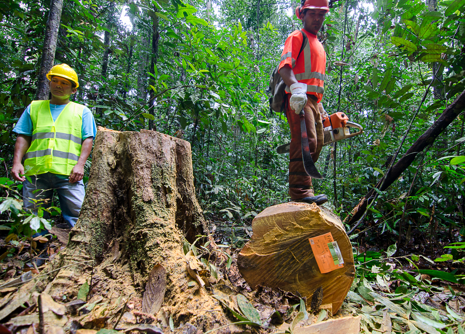Directional felling at Guyana’s Iwokrama Forest (received FSC® certification in October 2016)