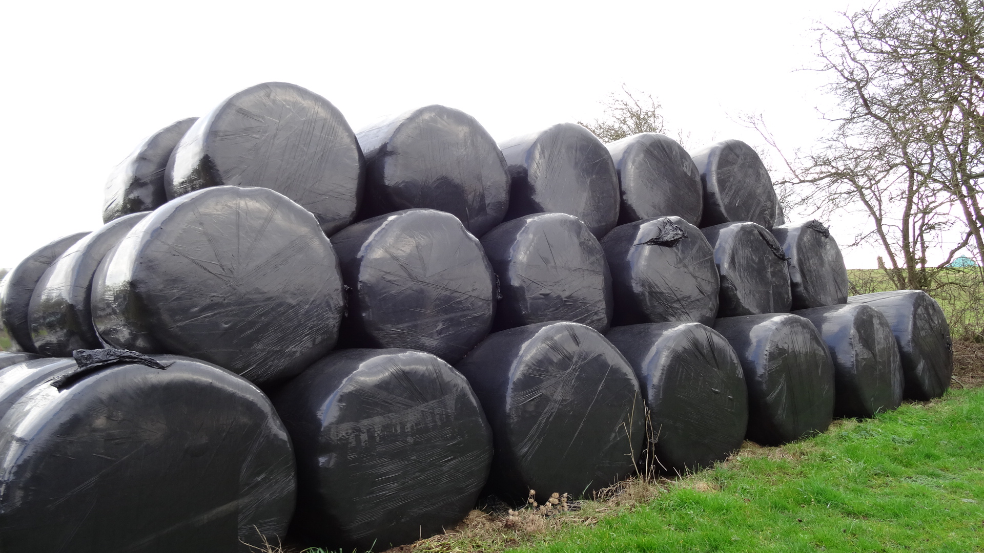 Forage Planning in a Drought